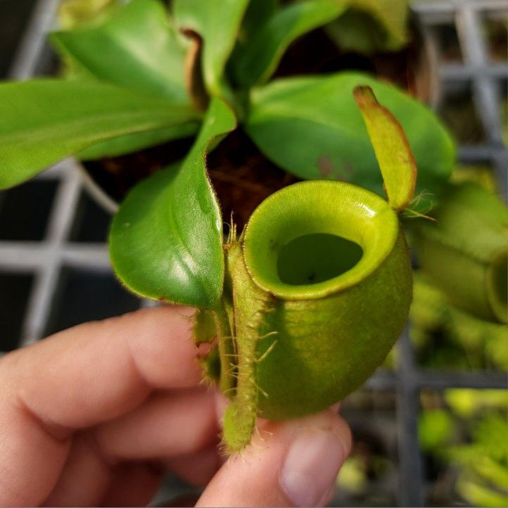 Nepenthes Ampullaria-green