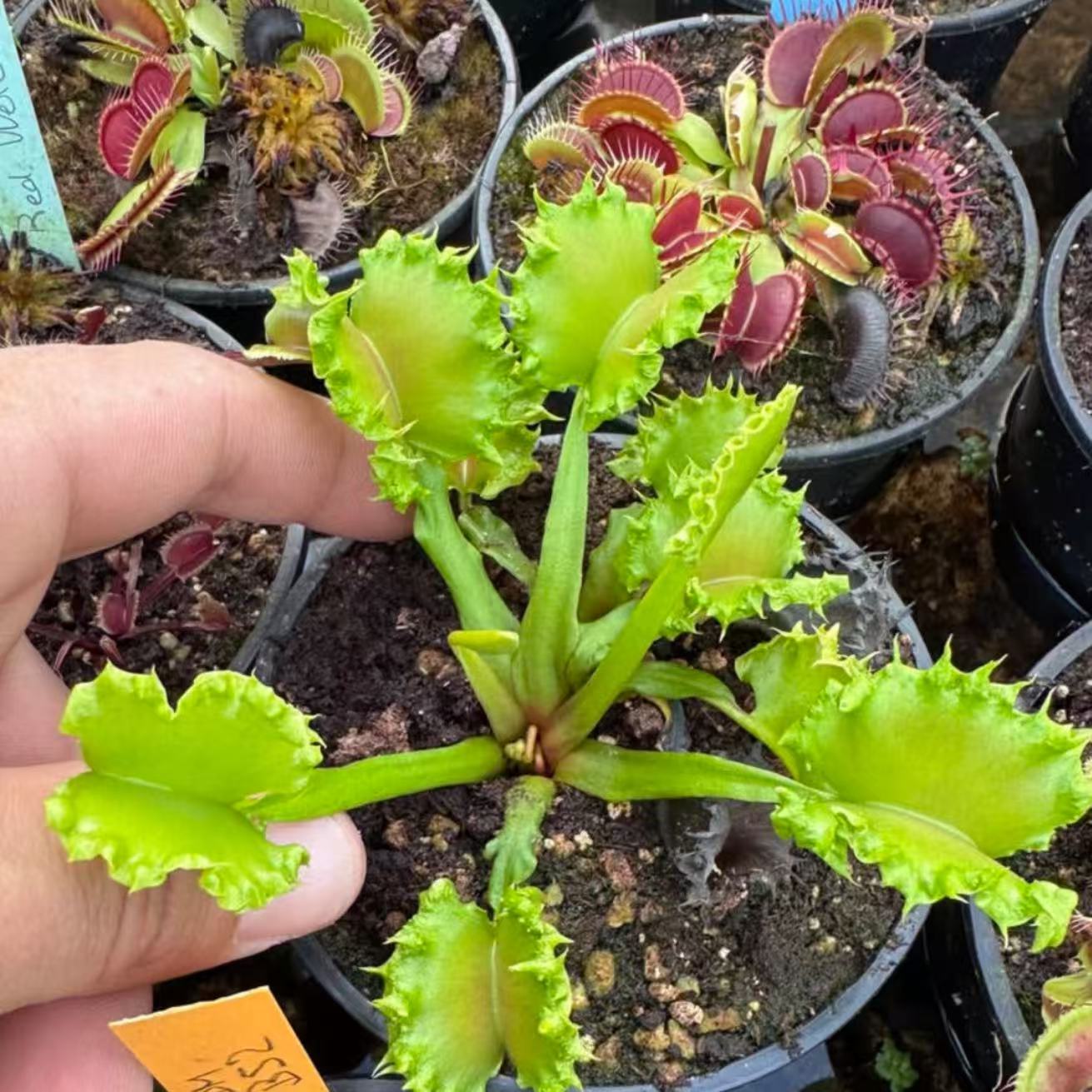 Dionaea Muscipula Chinese Dumpling