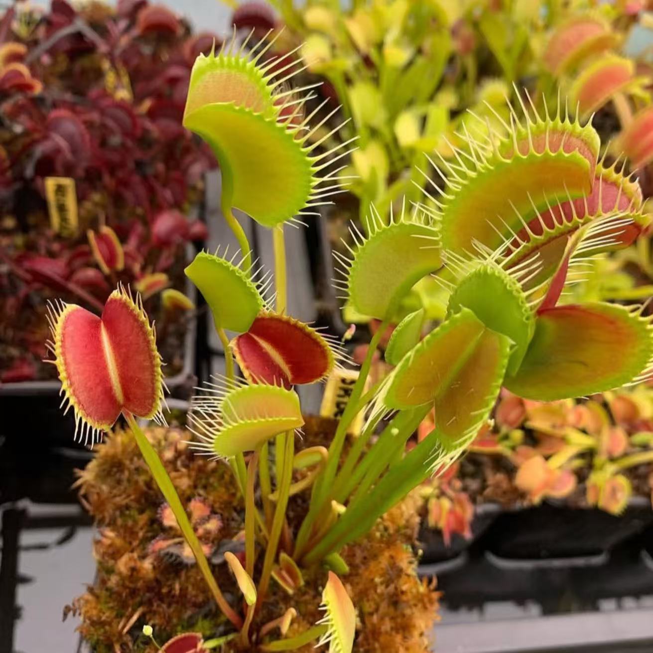 Dionaea Muscipula Spider