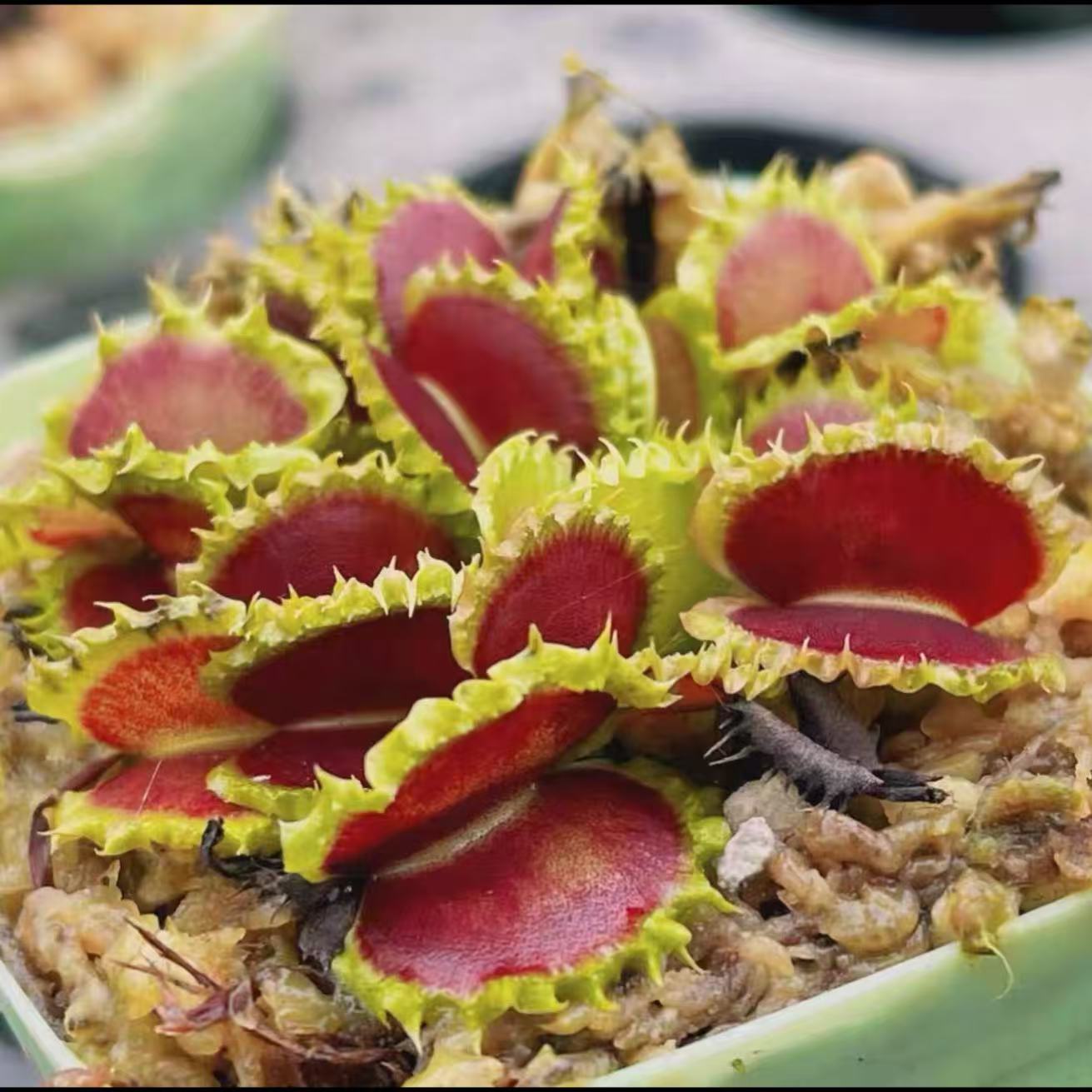 Dionaea Muscipula Chinese Dumpling