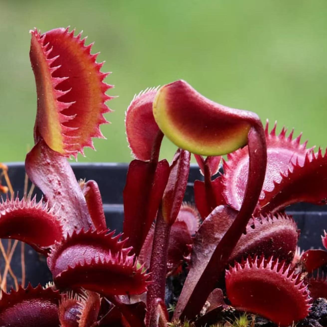 Dionaea Muscipula "Red piranha"