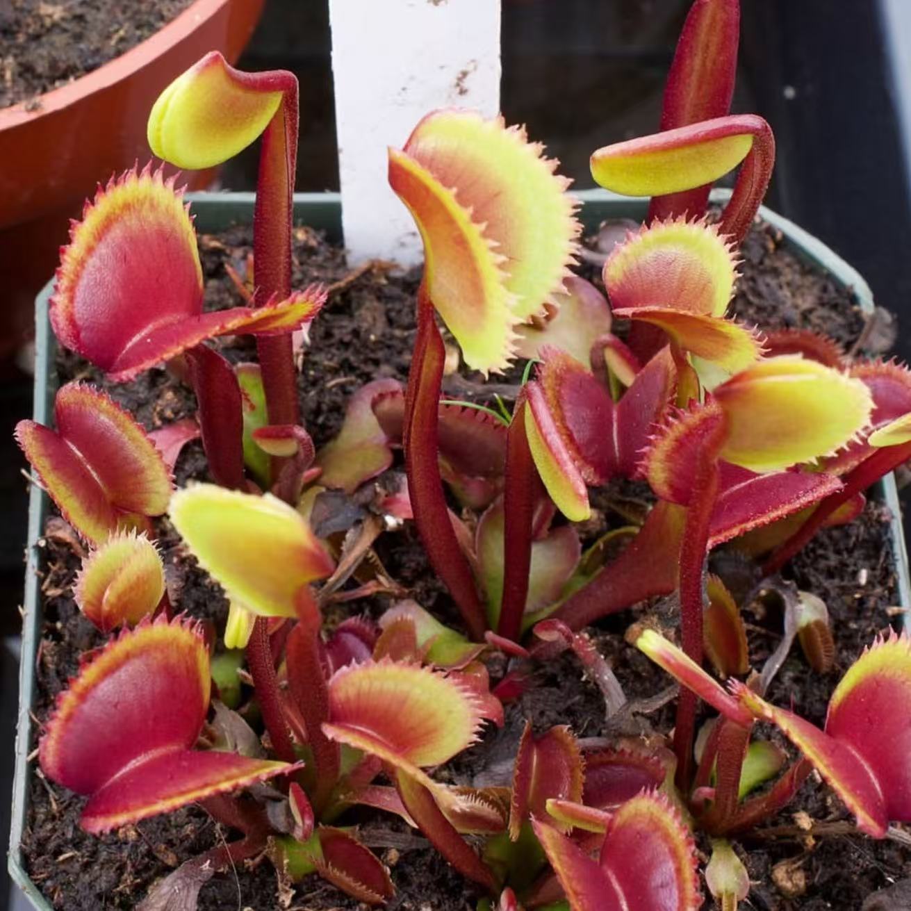Dionaea Muscipula "Red piranha"