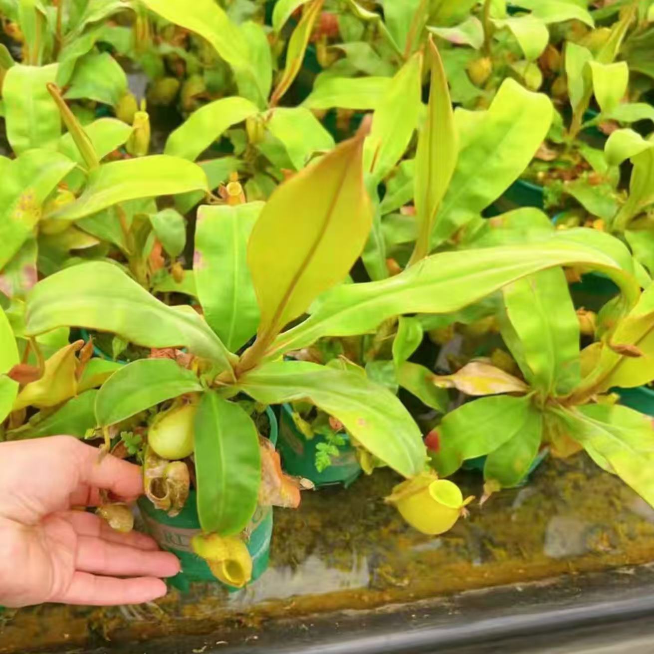 Nepenthes Ampullaria-green