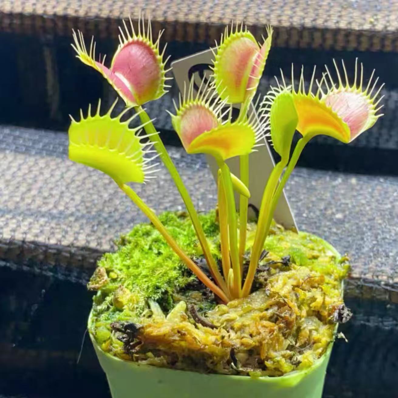 Dionaea Muscipula Spider