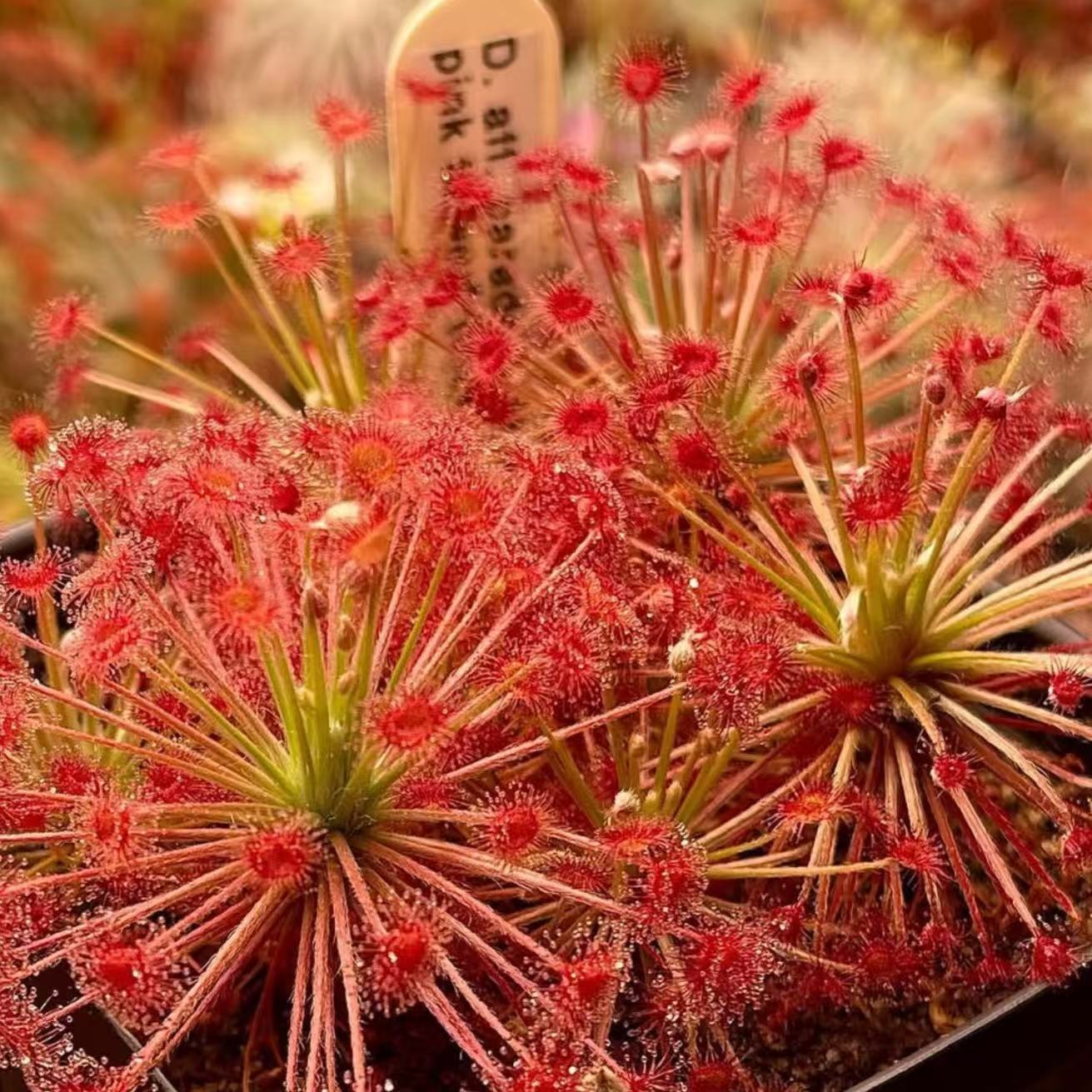 Drosera paradoxa