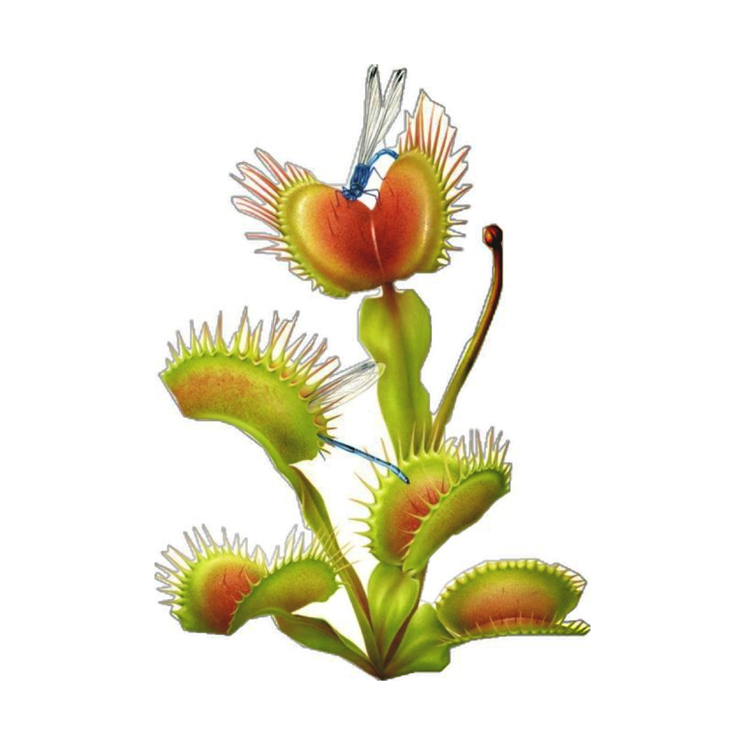 Venus Flytraps (Dionaea)