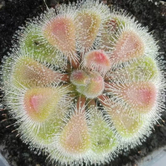 Drosera burmannii