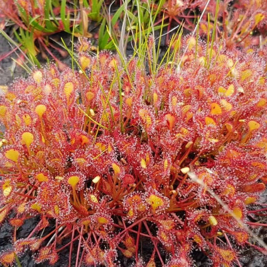 Drosera belezeana(intermedia x rotundifolia)