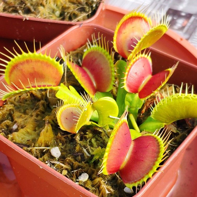 Dionaea Muscipula B52