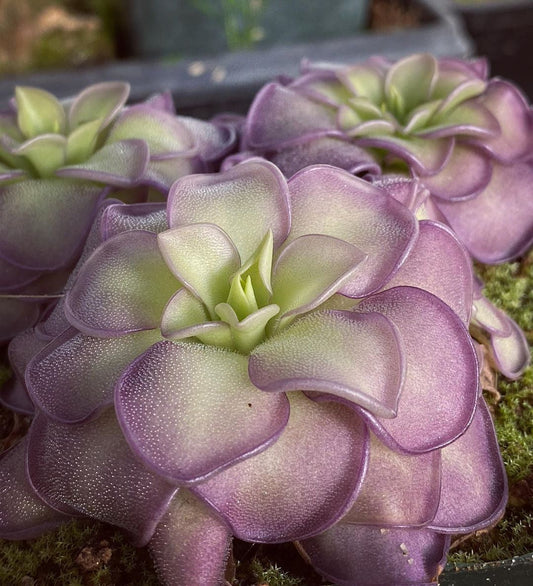 Pinguicula cyclosecta