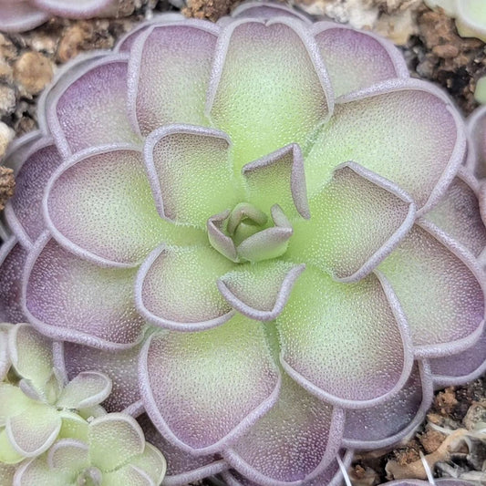 Pinguicula cyclosecta