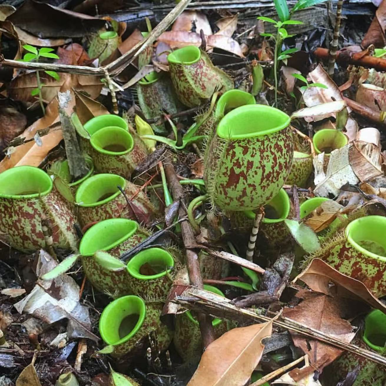 Nepenthes Ampullaria-spotted