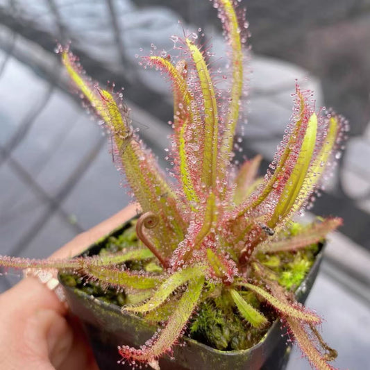 Drosera adelae