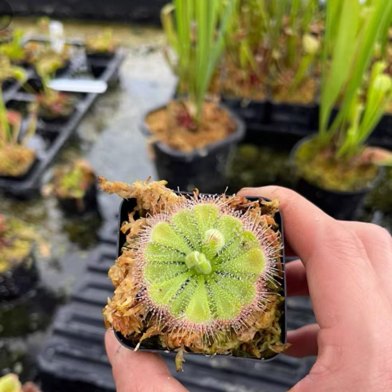 Drosera burmannii