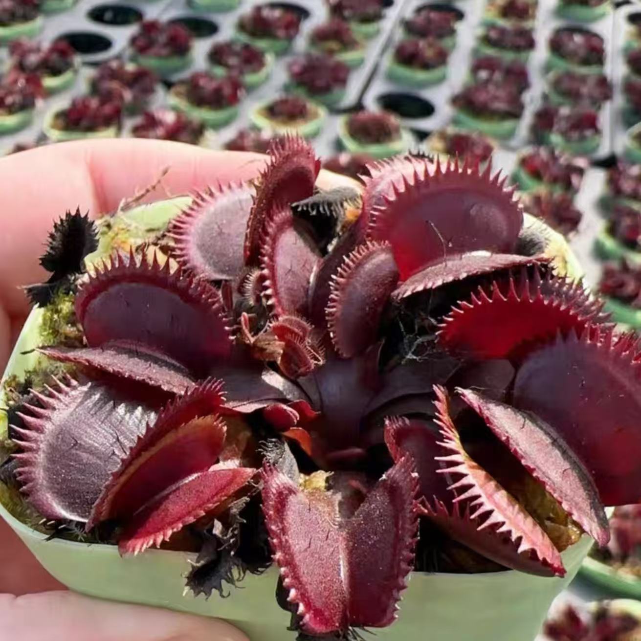 Dionaea Muscipula "Red piranha"