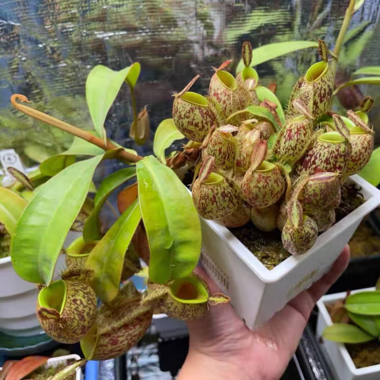 Nepenthes Ampullaria-spotted