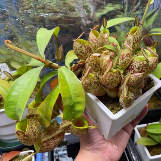 Nepenthes Ampullaria-spotted