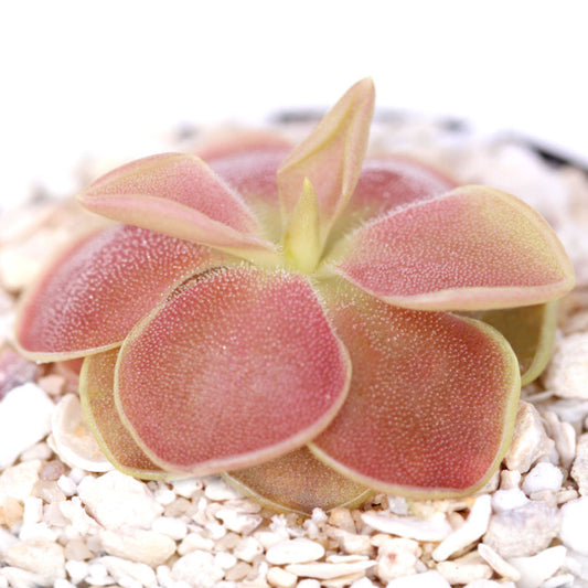 Pinguicula x sethos(ehlersiae x moranensis)