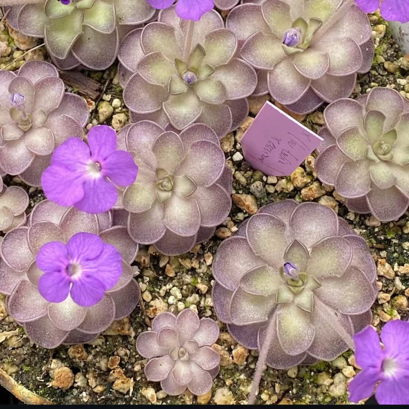 Pinguicula cyclosecta