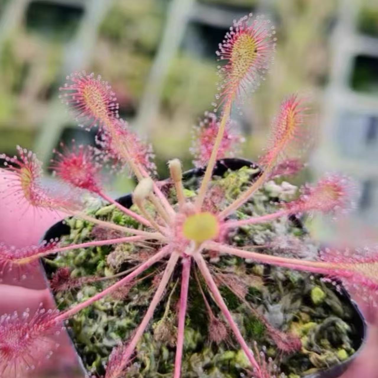 Drosera belezeana(intermedia x rotundifolia)