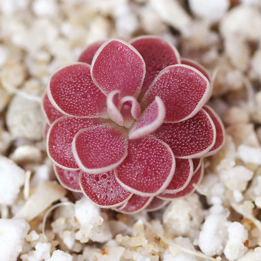 PInguicula x Florian(debbertiana x esseriana)