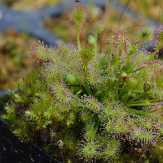 Drosera belezeana(intermedia x rotundifolia)