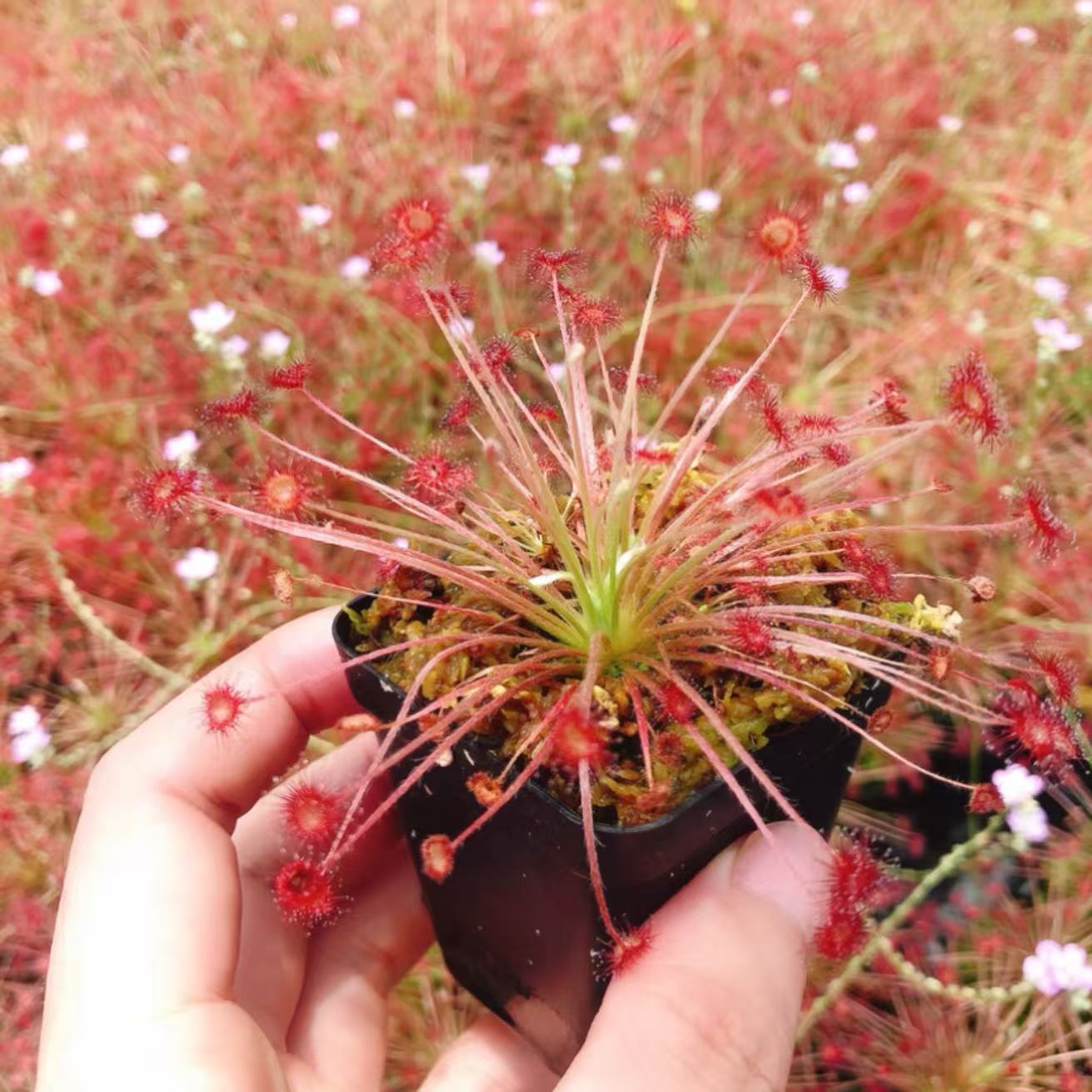 Drosera paradoxa
