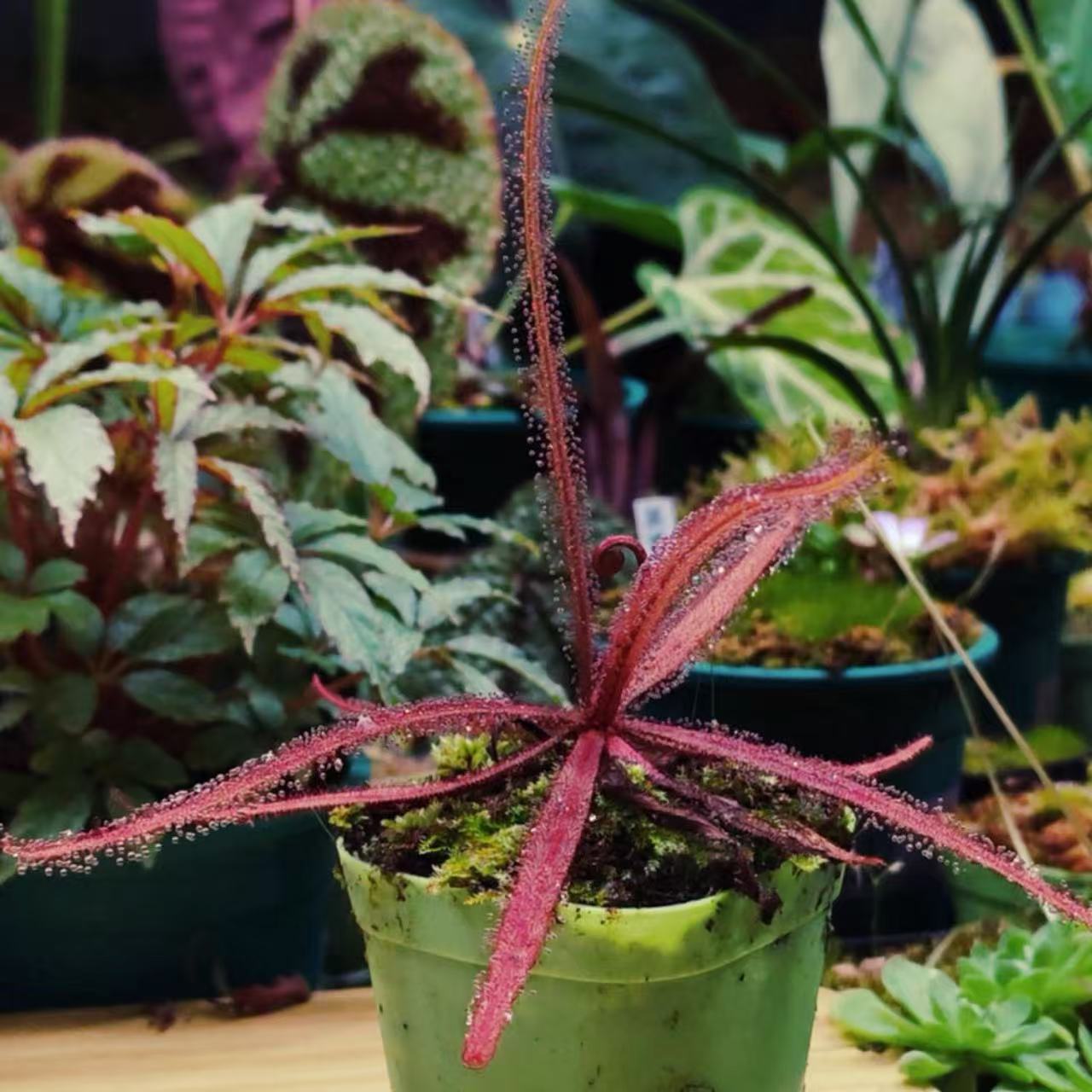 Drosera adelae