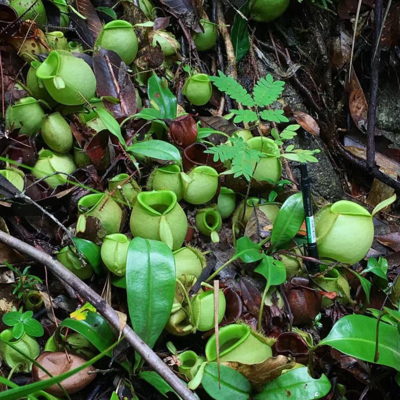 Nepenthes Ampullaria-green