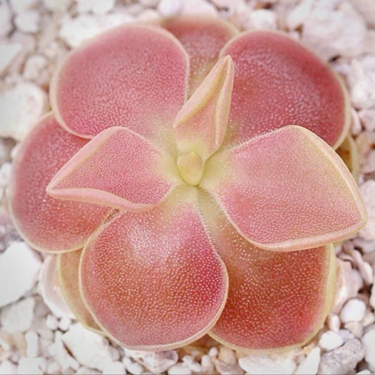 Pinguicula x sethos(ehlersiae x moranensis)