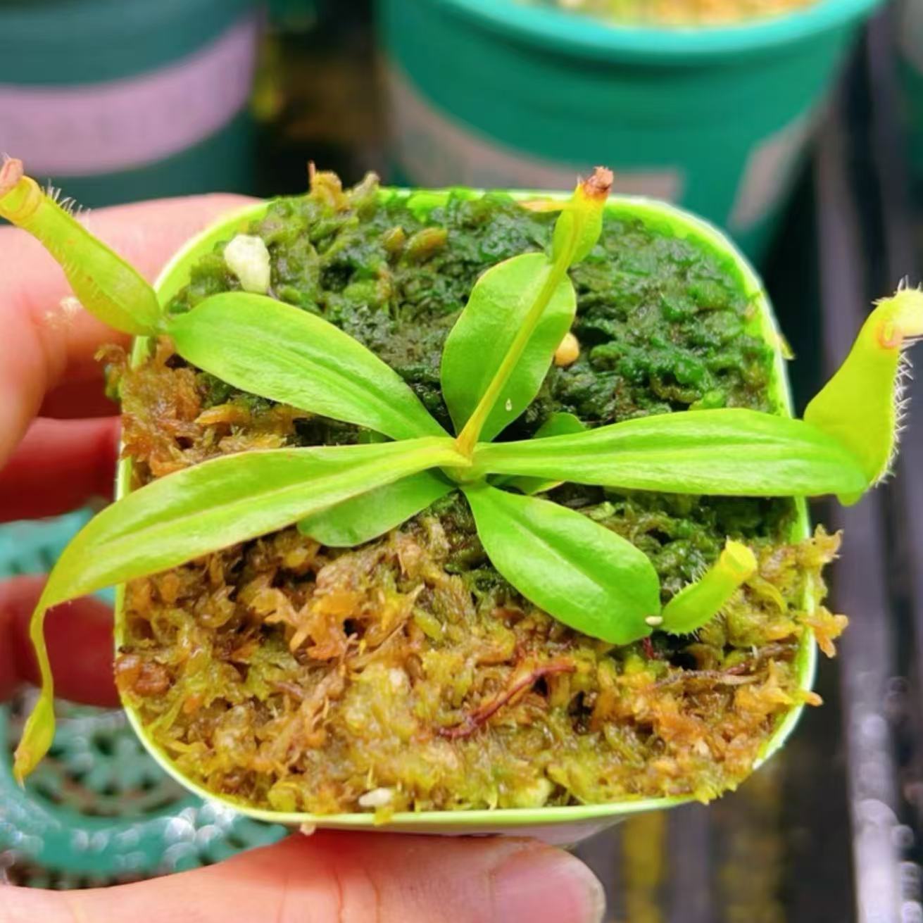 Nepenthes gracilis