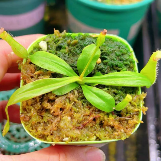 Nepenthes gracilis