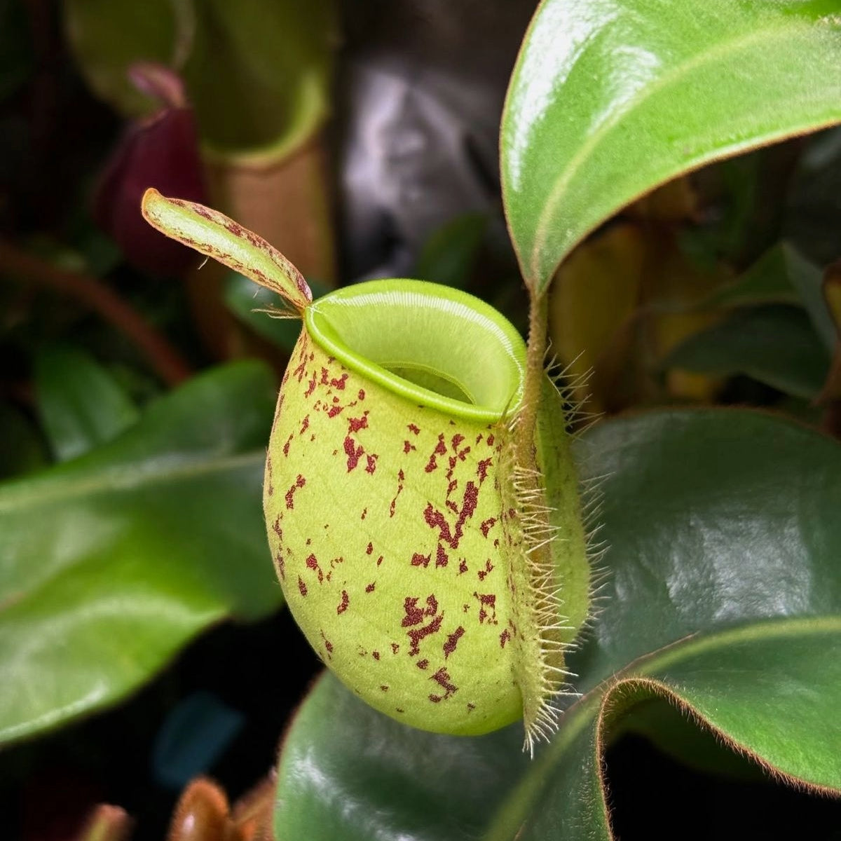 Nepenthes Ampullaria-spotted