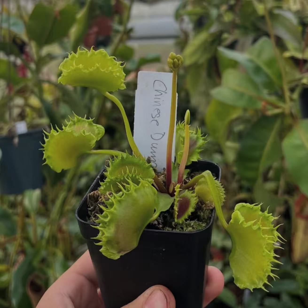 Dionaea Muscipula Chinese Dumpling
