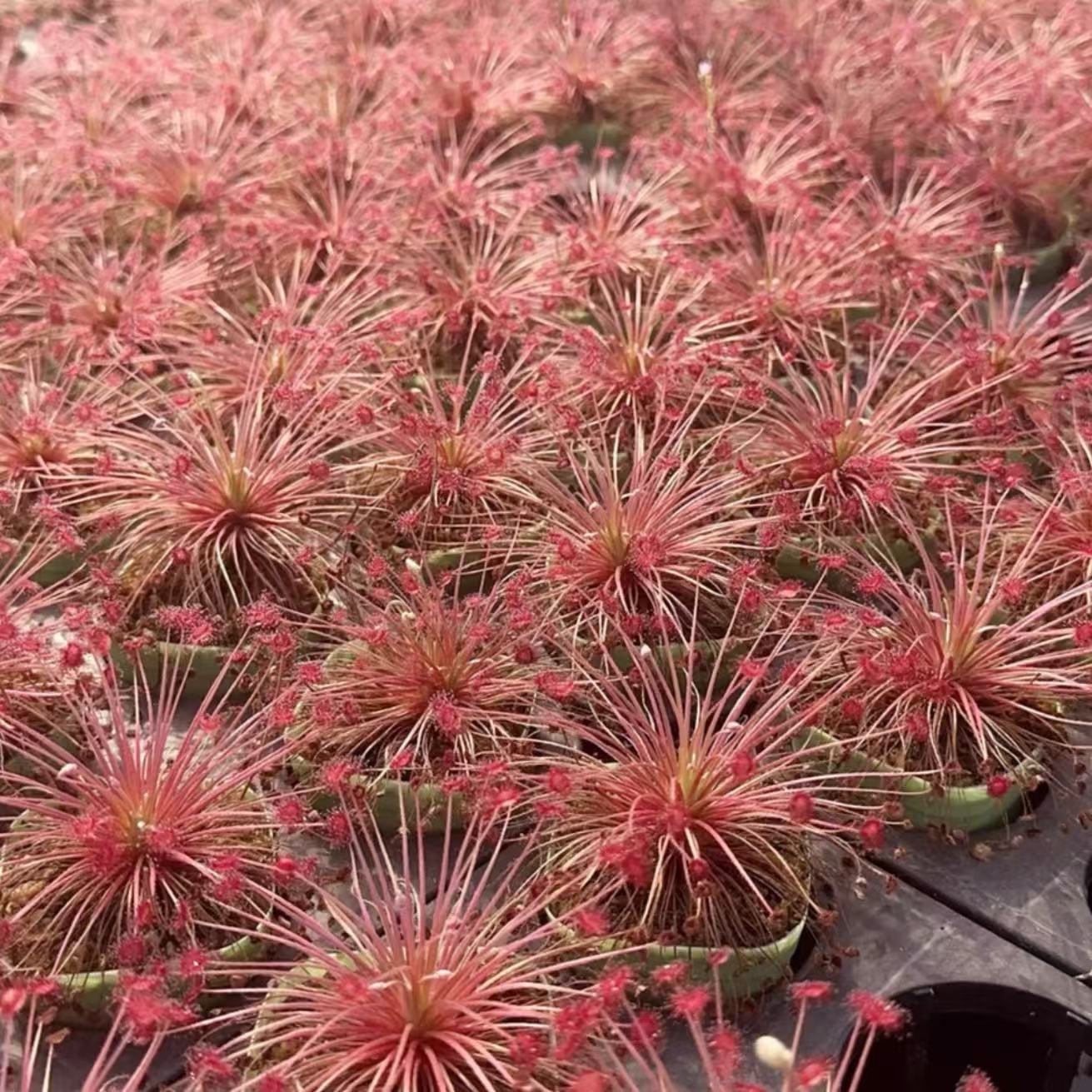 Drosera paradoxa