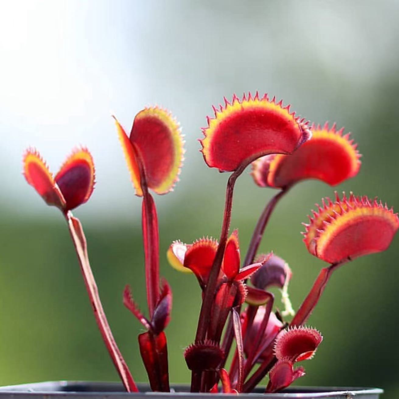 Dionaea Muscipula "Red piranha"