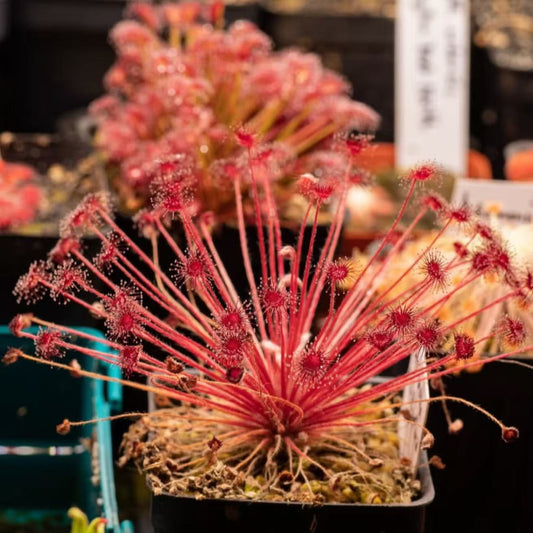 Drosera paradoxa