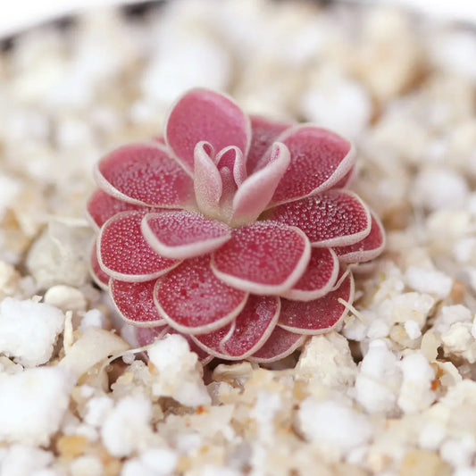 PInguicula x Florian(debbertiana x esseriana)