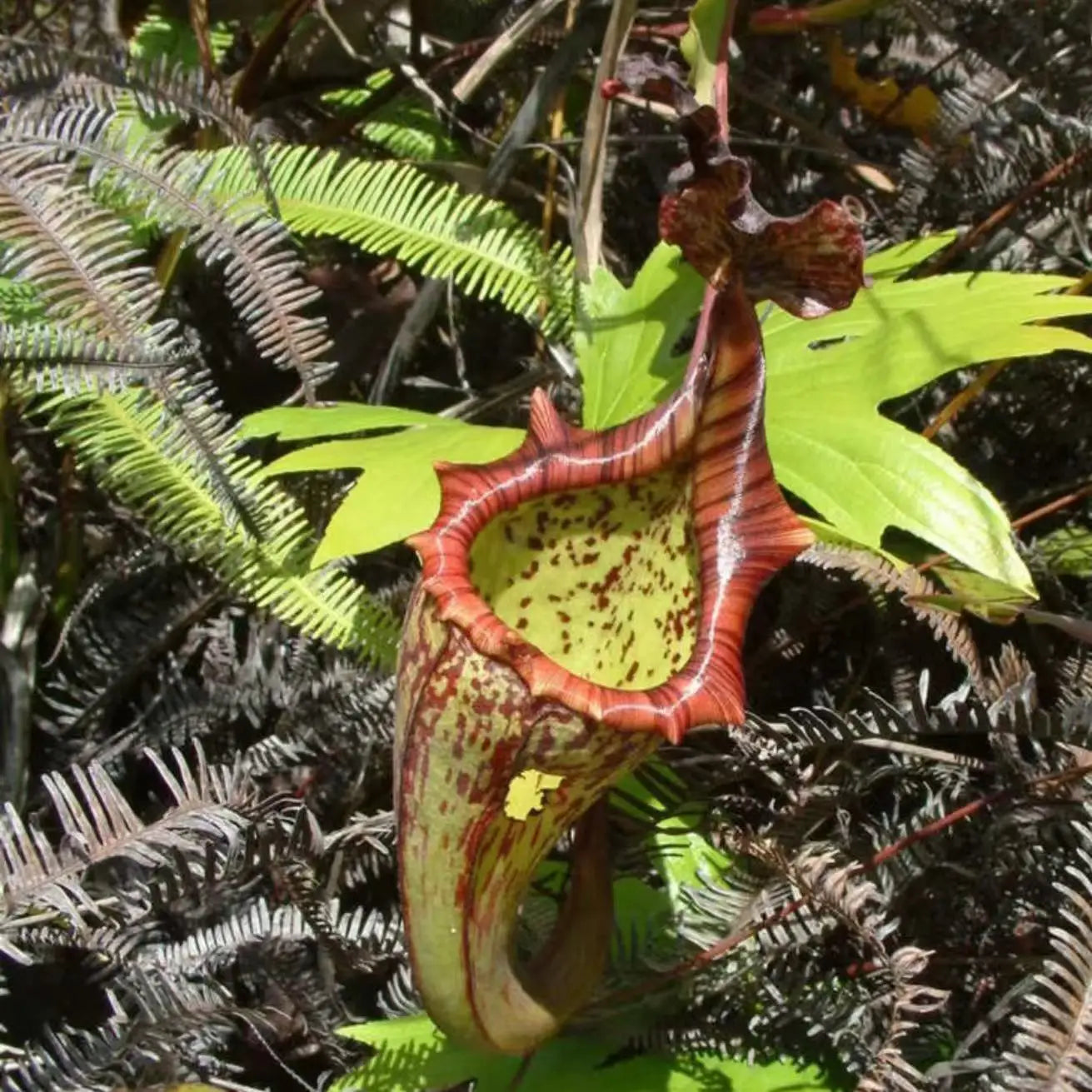 Nepenthes maxima
