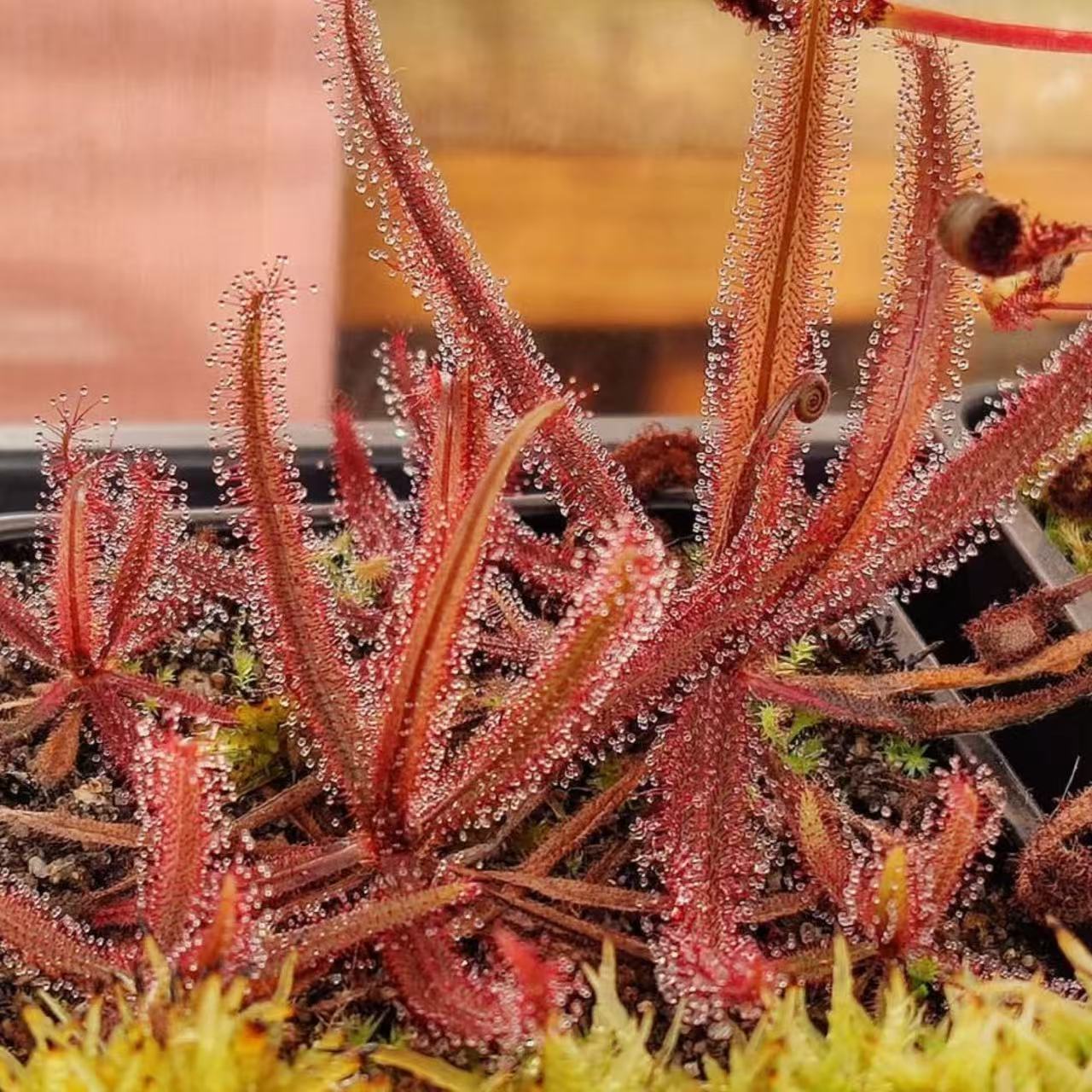 Drosera adelae
