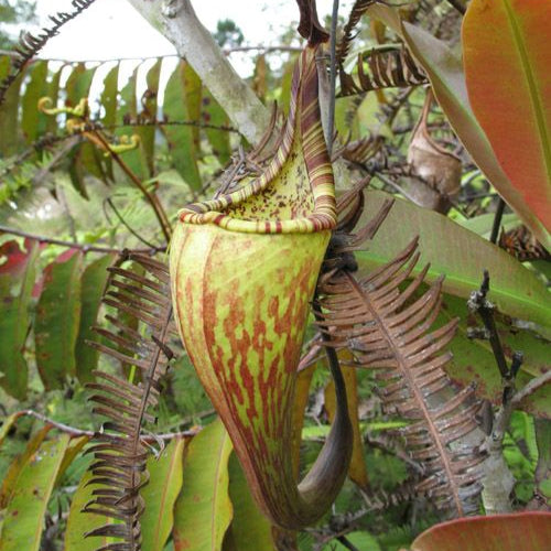 Nepenthes maxima