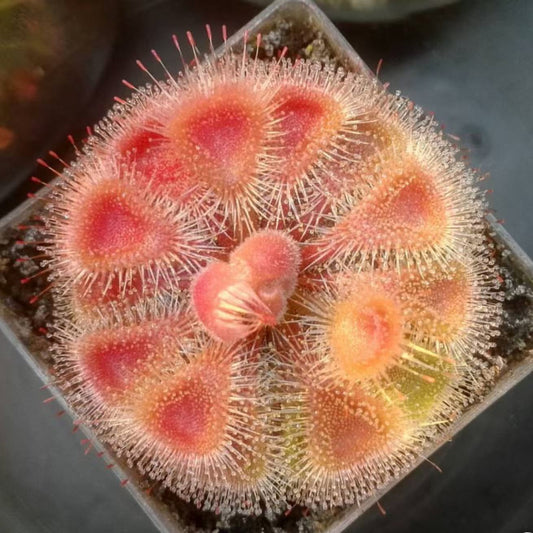 Drosera burmannii