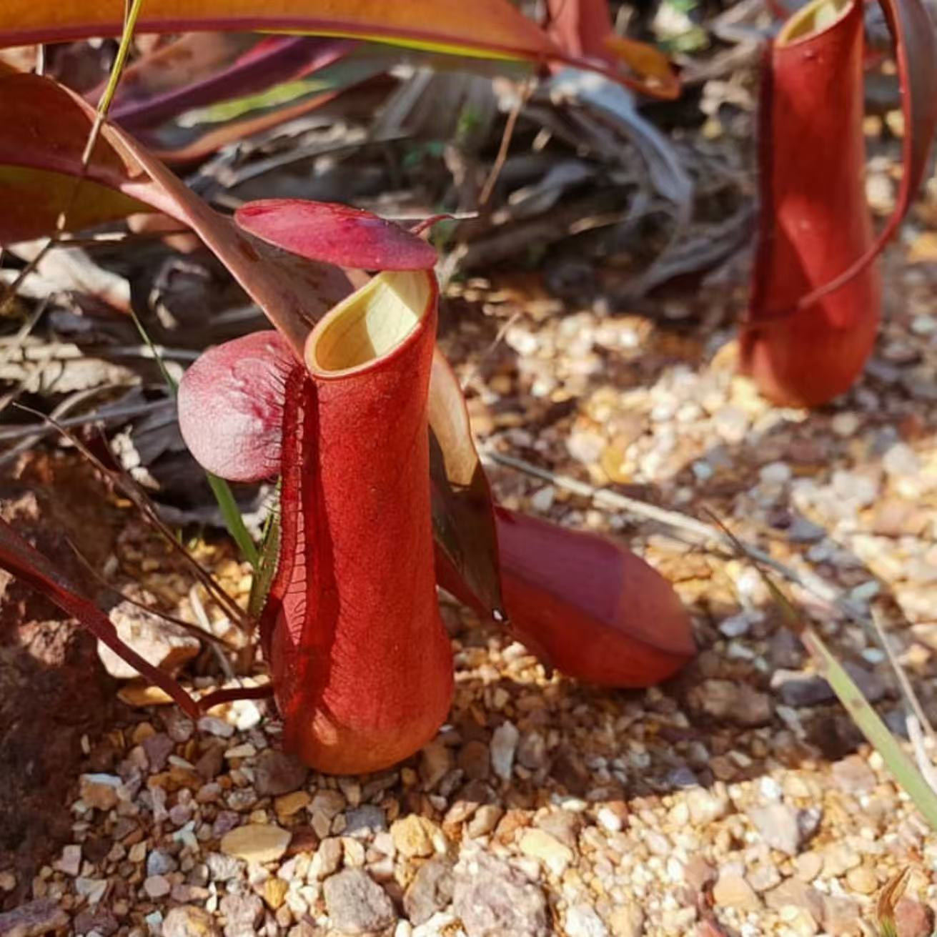 Nepenthes gracilis
