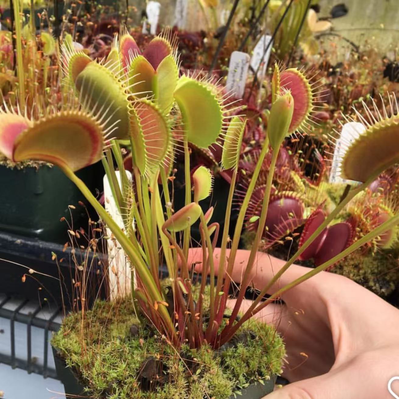 Dionaea Muscipula Spider
