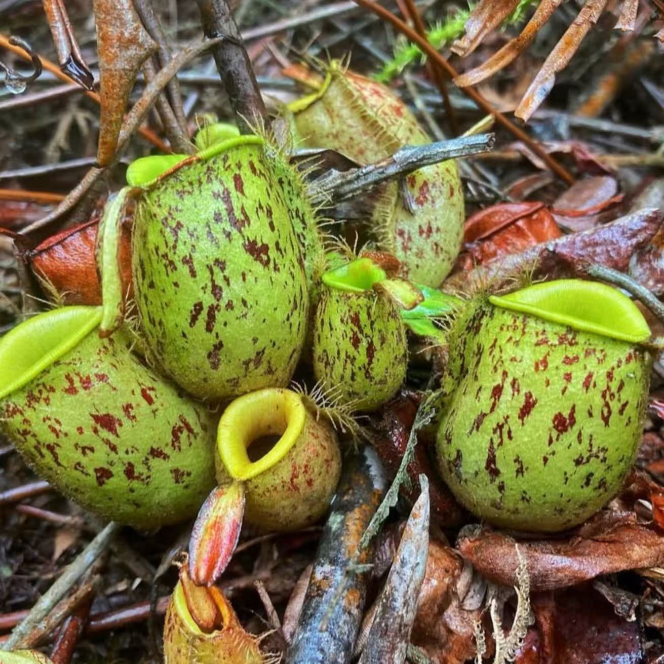 Nepenthes Ampullaria-spotted