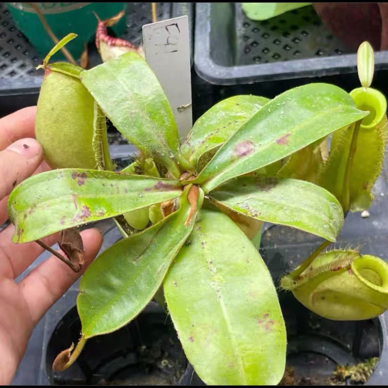 Nepenthes Ampullaria-green