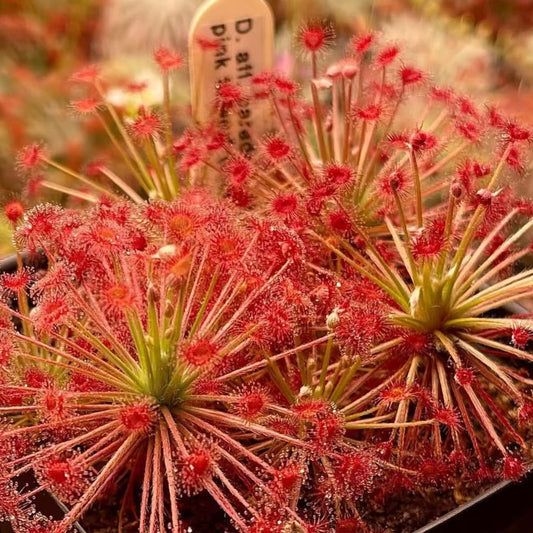 Drosera paradoxa