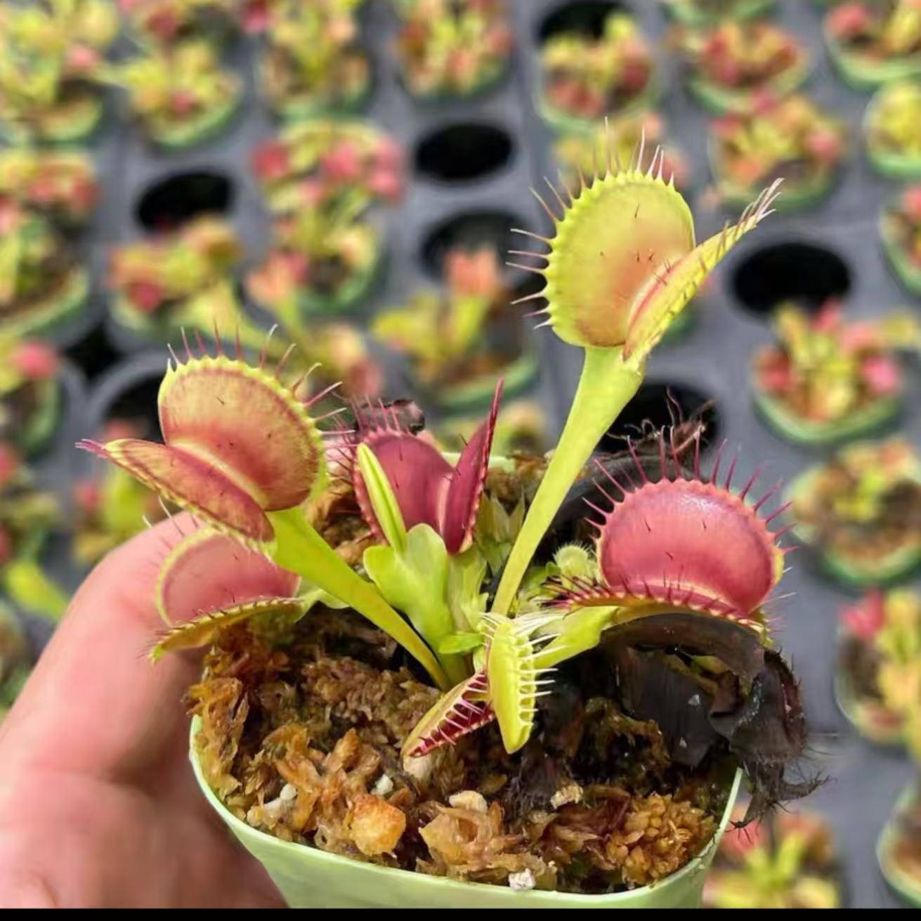 Dionaea Muscipula B52