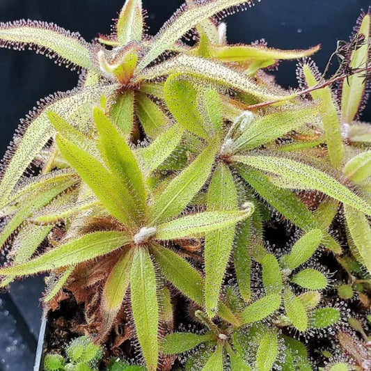 Drosera adelae