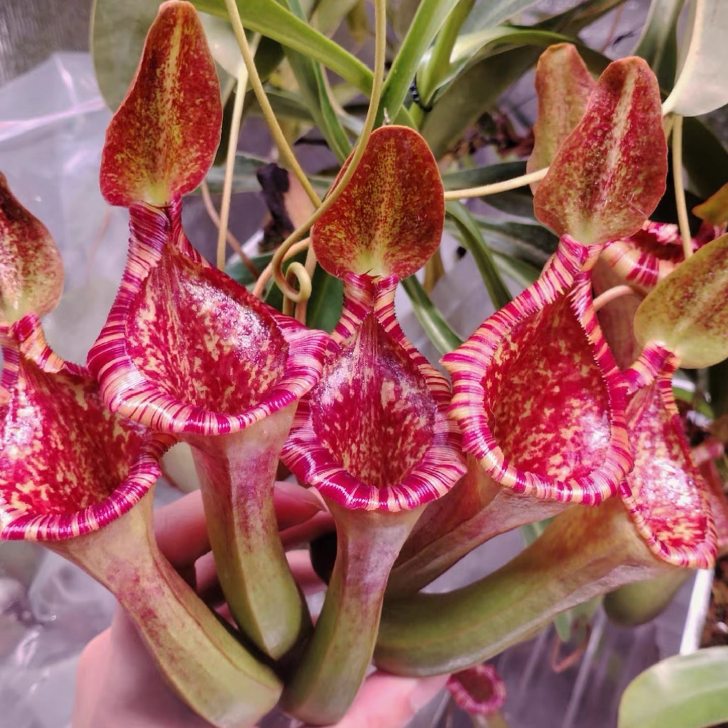 Nepehthes x briggsiana (lowii x  ventricosa-red)